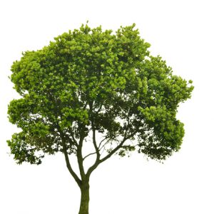 آبجکت درخت دانلود رایگان انواع درخت براي فوتوشاپ و سه بعدي